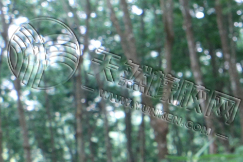 [橡膠日報]表現(xiàn)積極 繼續(xù)上揚（20211231）